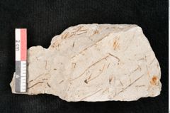 Foto (Detailansicht) von Hypnum sagorianum Ettingshausen (NHMW-GEO-2024-0188-6735)